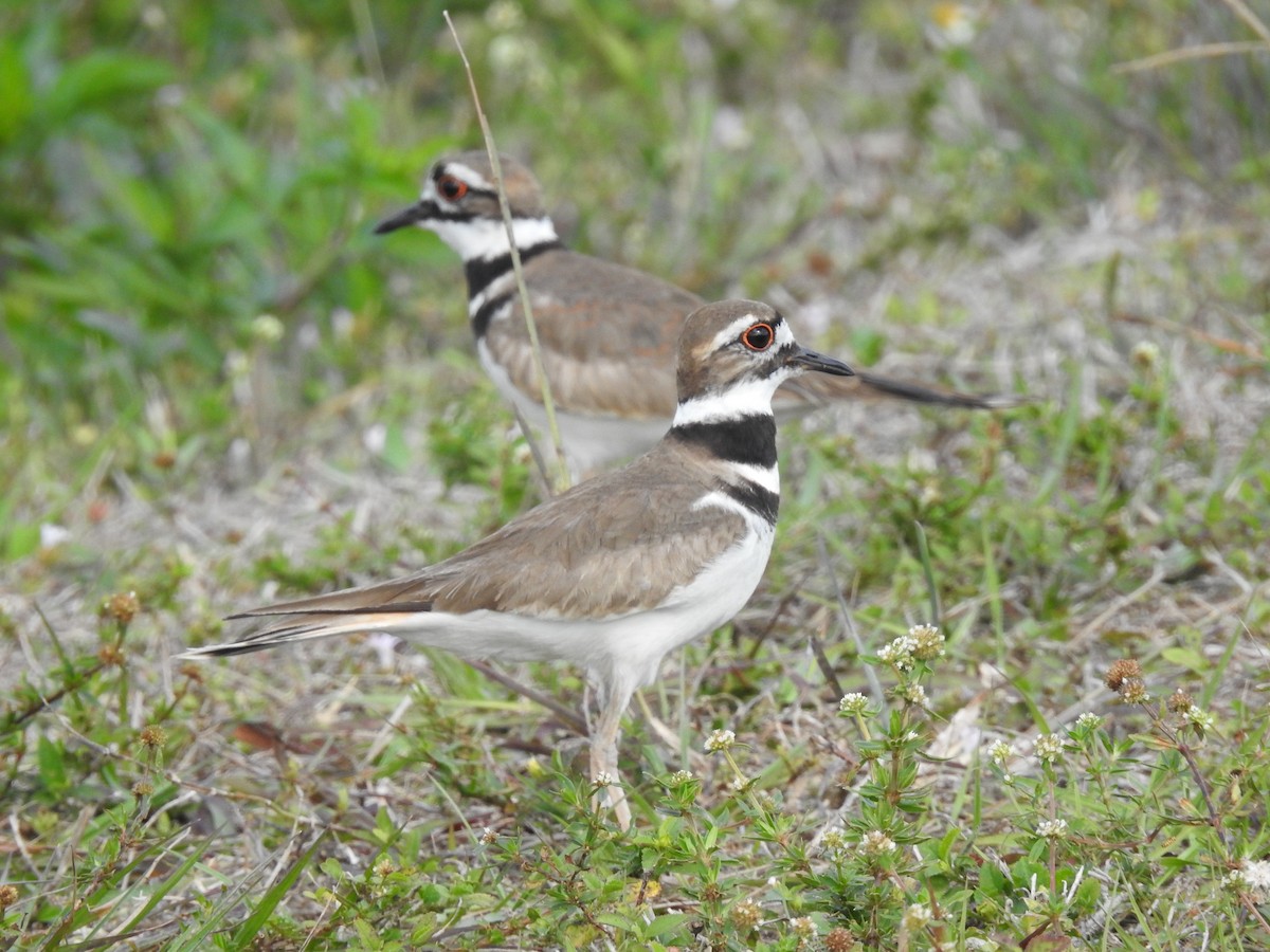 Killdeer - ML535825541