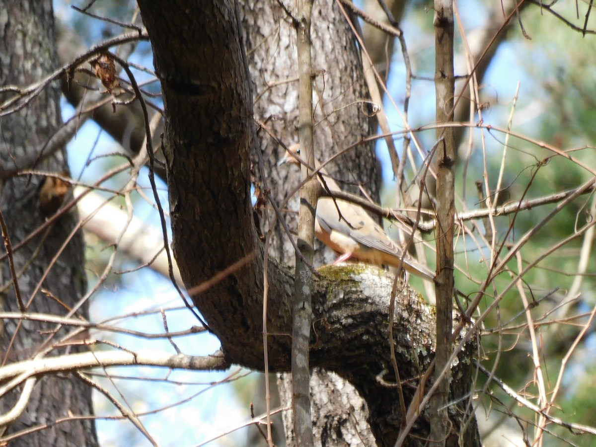 Mourning Dove - ML535825611