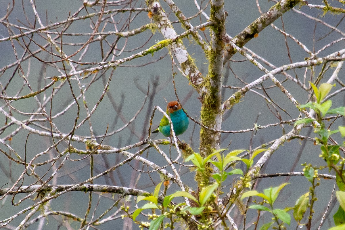 Bay-headed Tanager (Bay-and-blue) - ML535826291