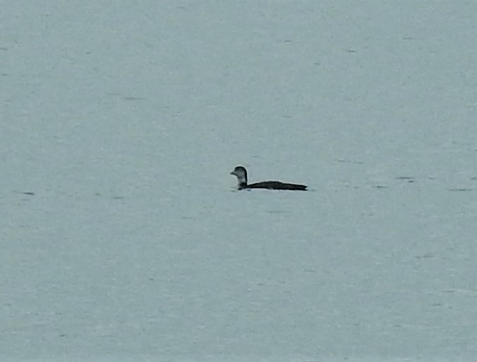 Common Loon - ML535826351