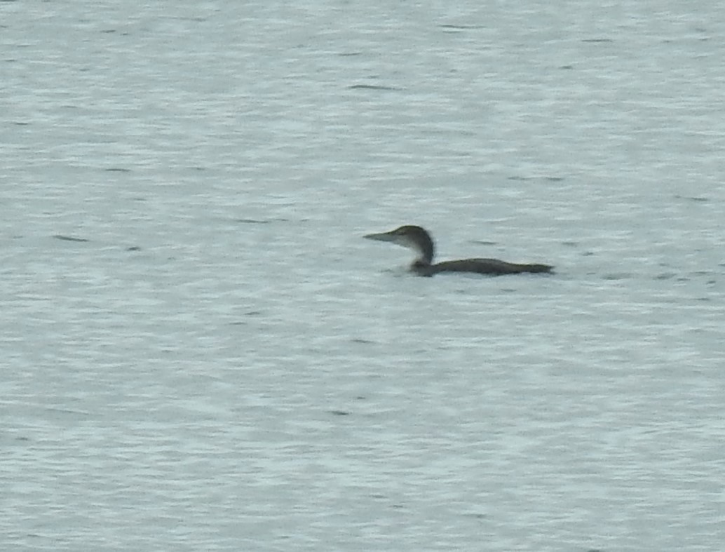 Common Loon - ML535826371