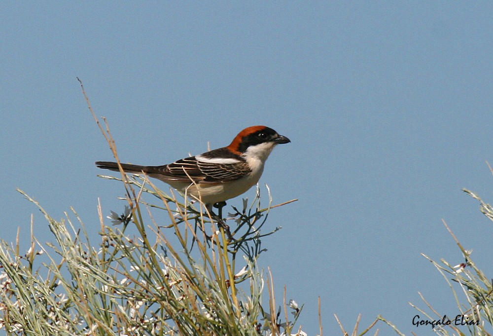 Pie-grièche à tête rousse - ML53582721