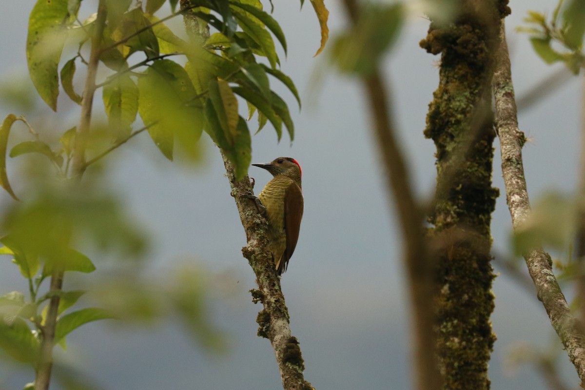 Golden-olive Woodpecker - ML535827851