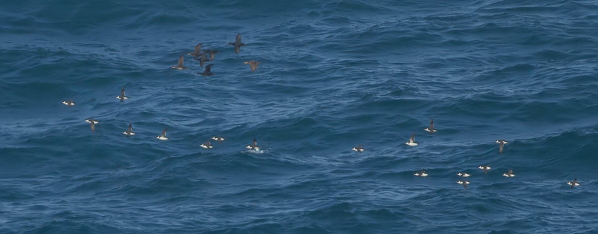 Common Scoter - Rei Segali