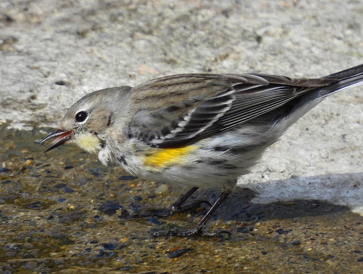 Yellow-rumped Warbler - ML535828701