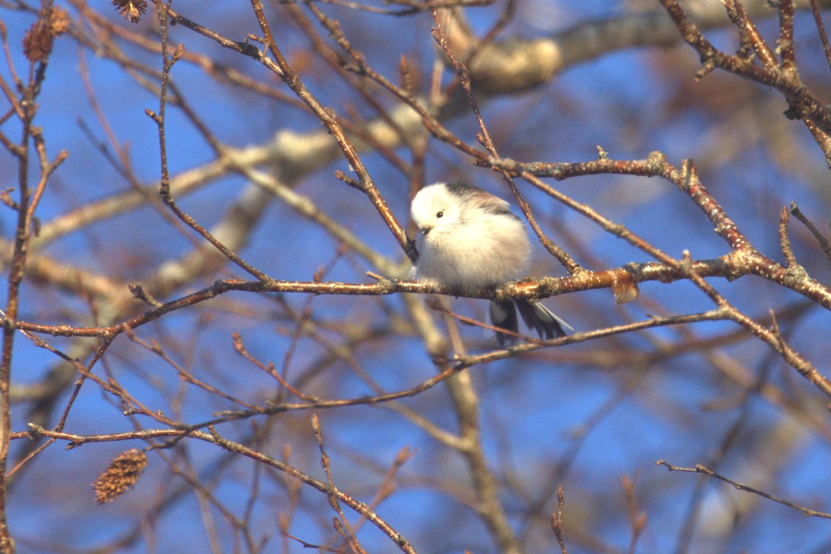 Long-tailed Tit (caudatus) - ML535829641