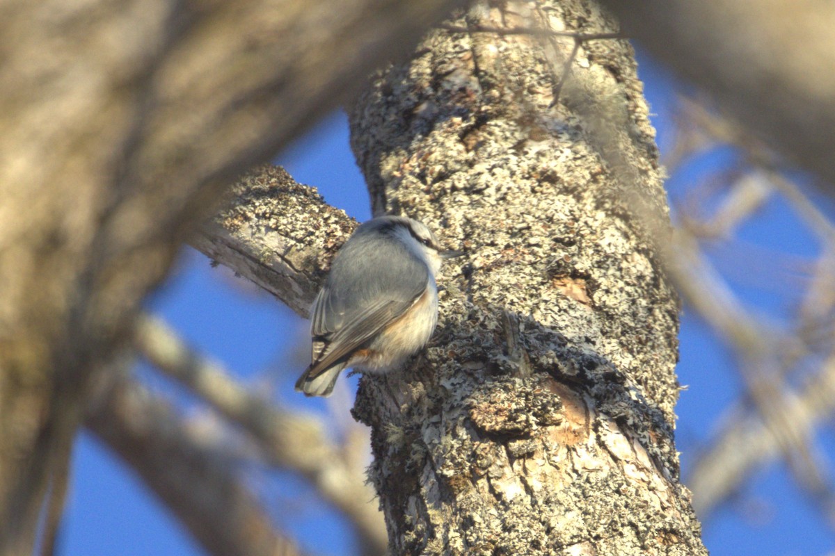 Eurasian Nuthatch (White-bellied) - Charley Hesse TROPICAL BIRDING