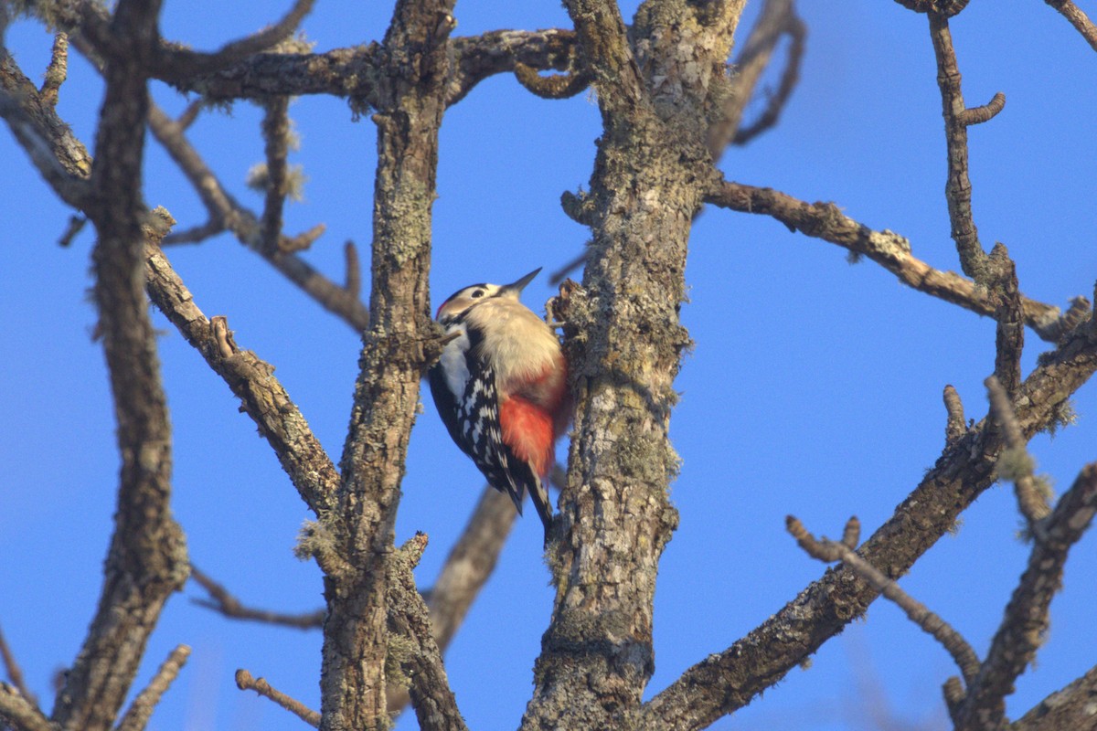 Great Spotted Woodpecker (japonicus) - Charley Hesse TROPICAL BIRDING