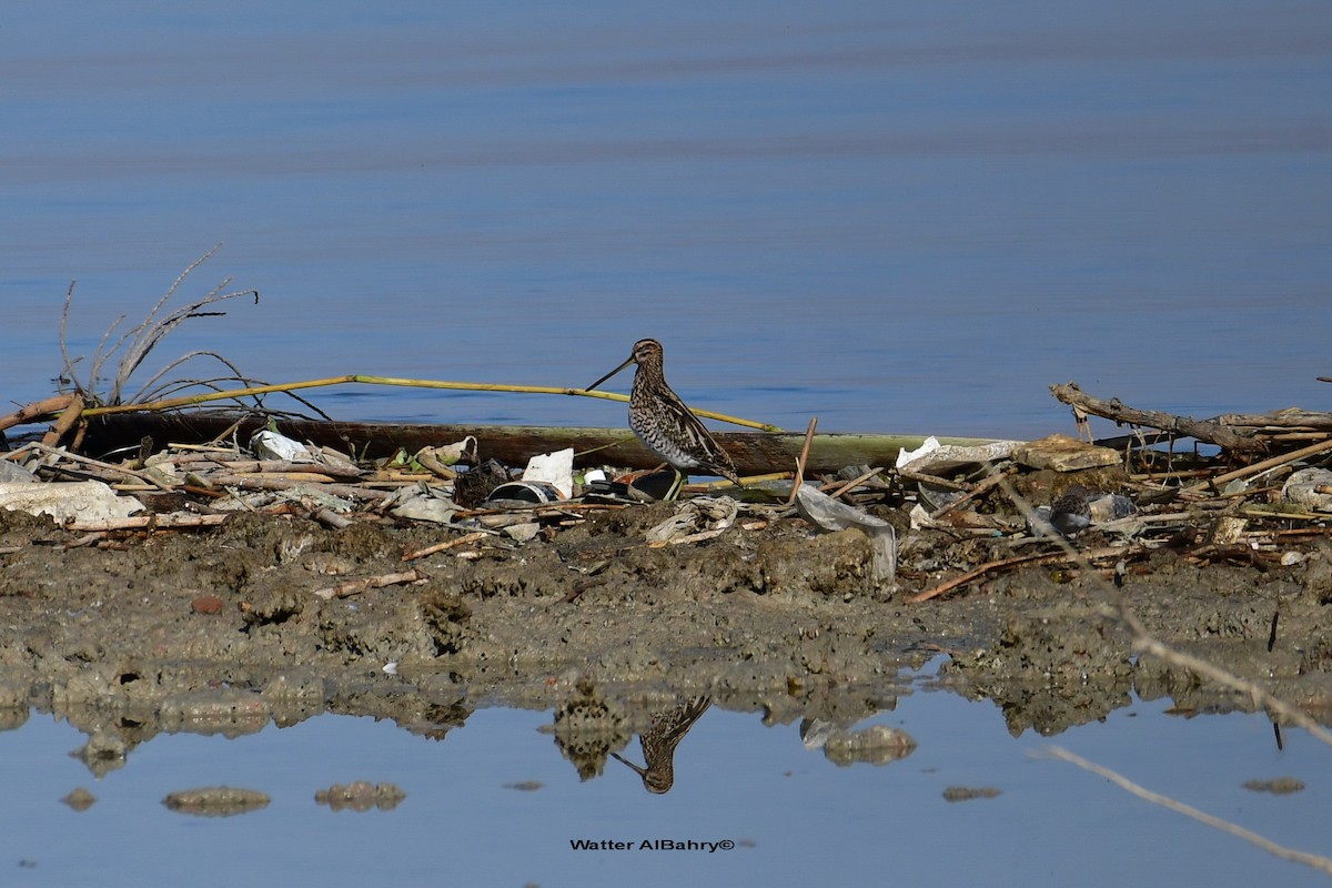 Common Snipe - ML535830081