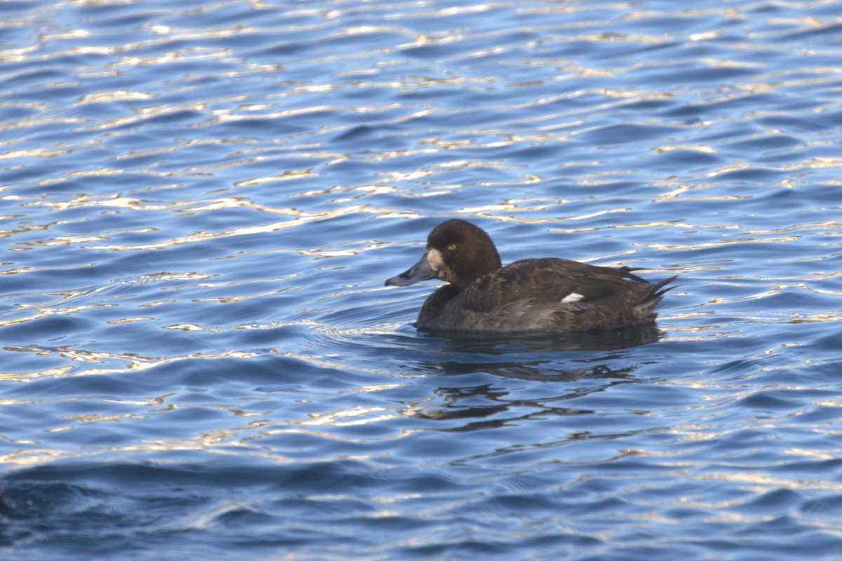 Greater Scaup - Charley Hesse TROPICAL BIRDING