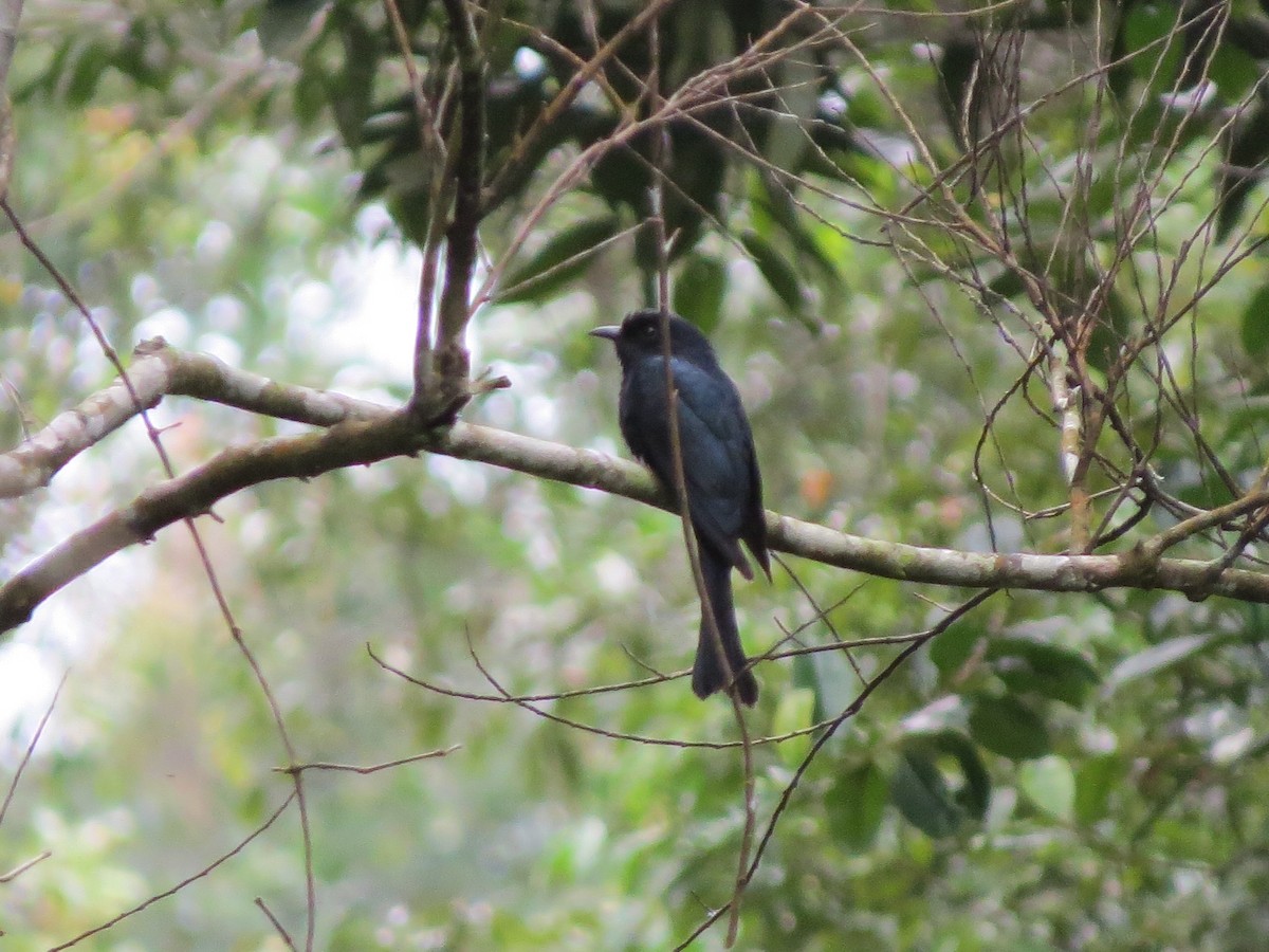 Cuclillo Drongo Colitruncado - ML53583171