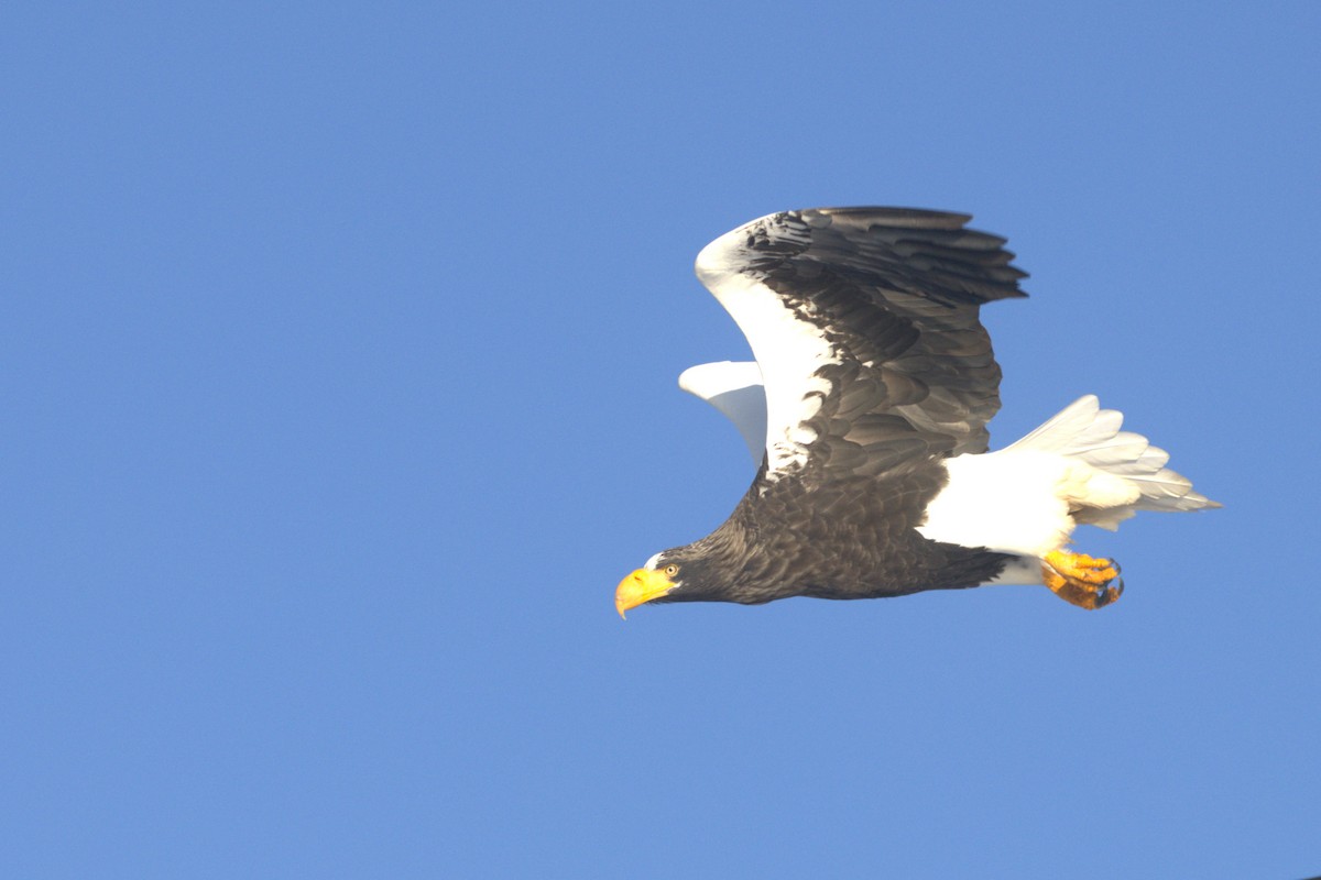 Steller's Sea-Eagle - ML535832021