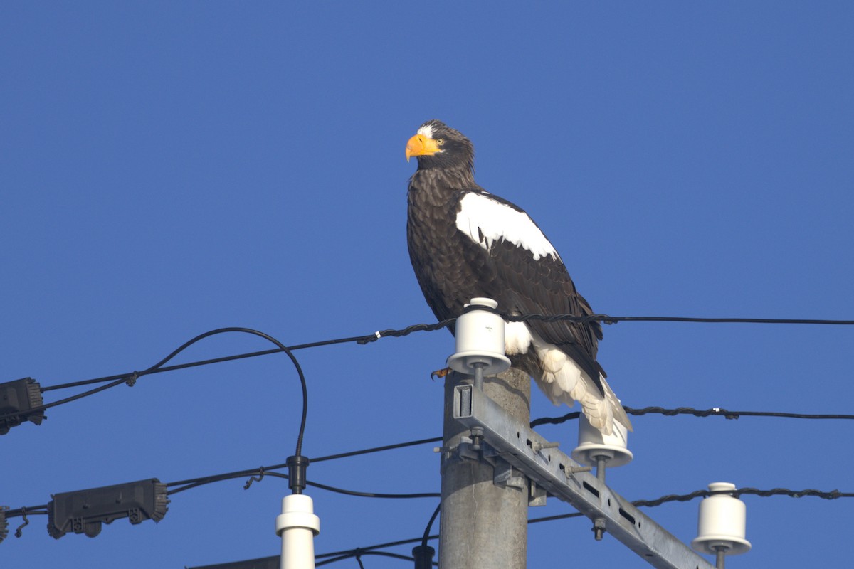 Steller's Sea-Eagle - ML535832031