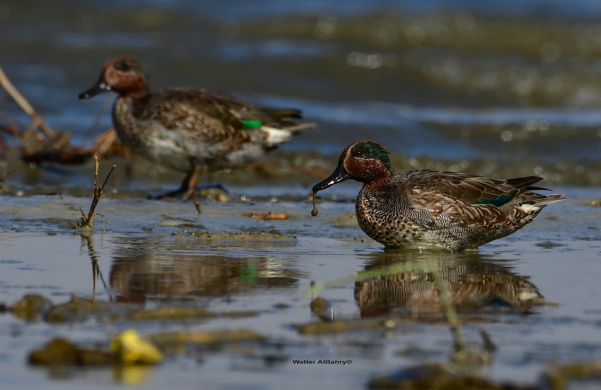 Green-winged Teal (Eurasian) - Watter AlBahry