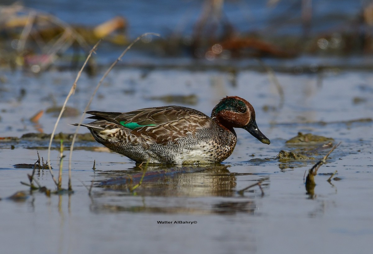 Green-winged Teal (Eurasian) - Watter AlBahry