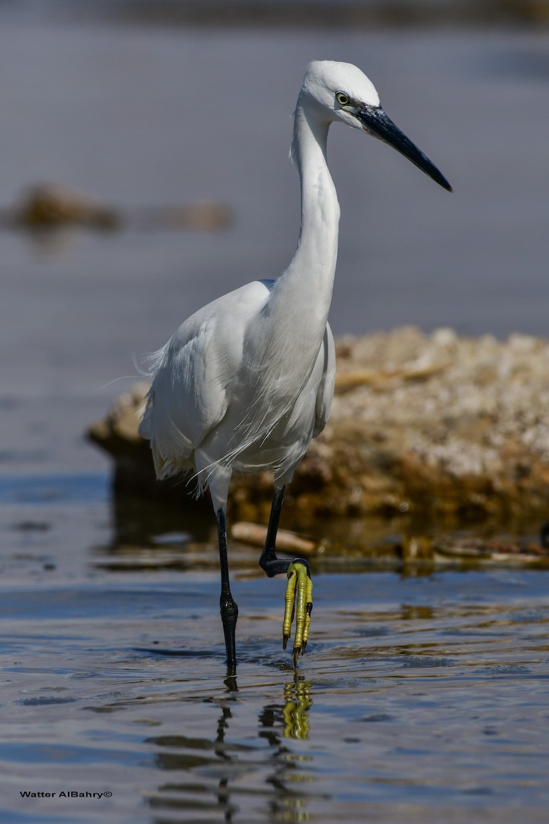 Little Egret - ML535833131