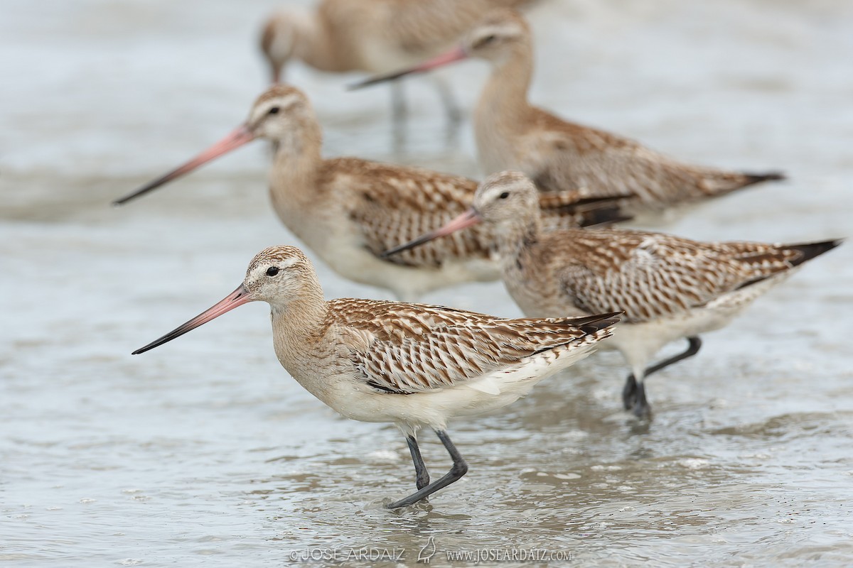 Bar-tailed Godwit - José Ardaiz Ganuza