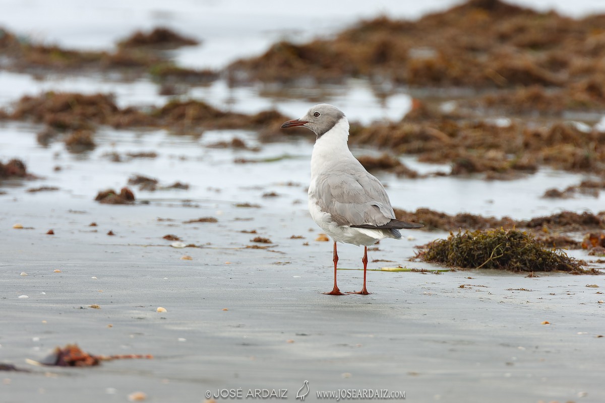 Gaviota Cabecigrís - ML535833431