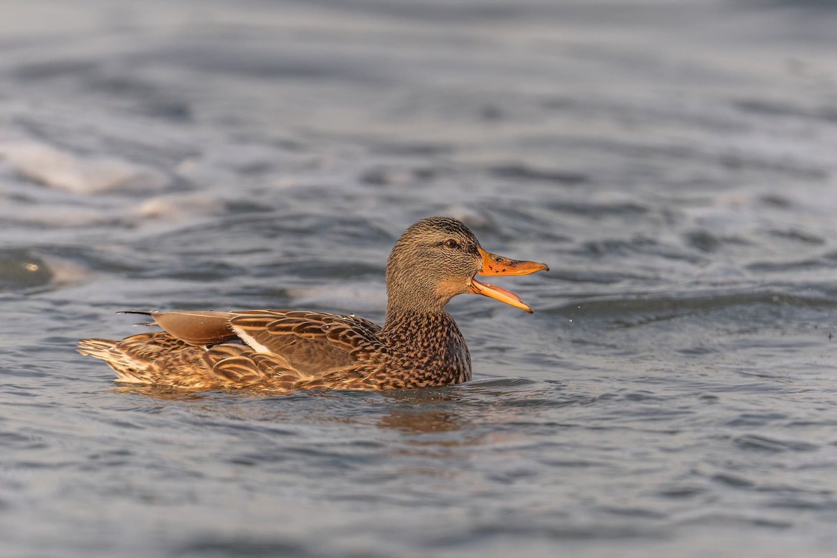 Mallard - ML535833541