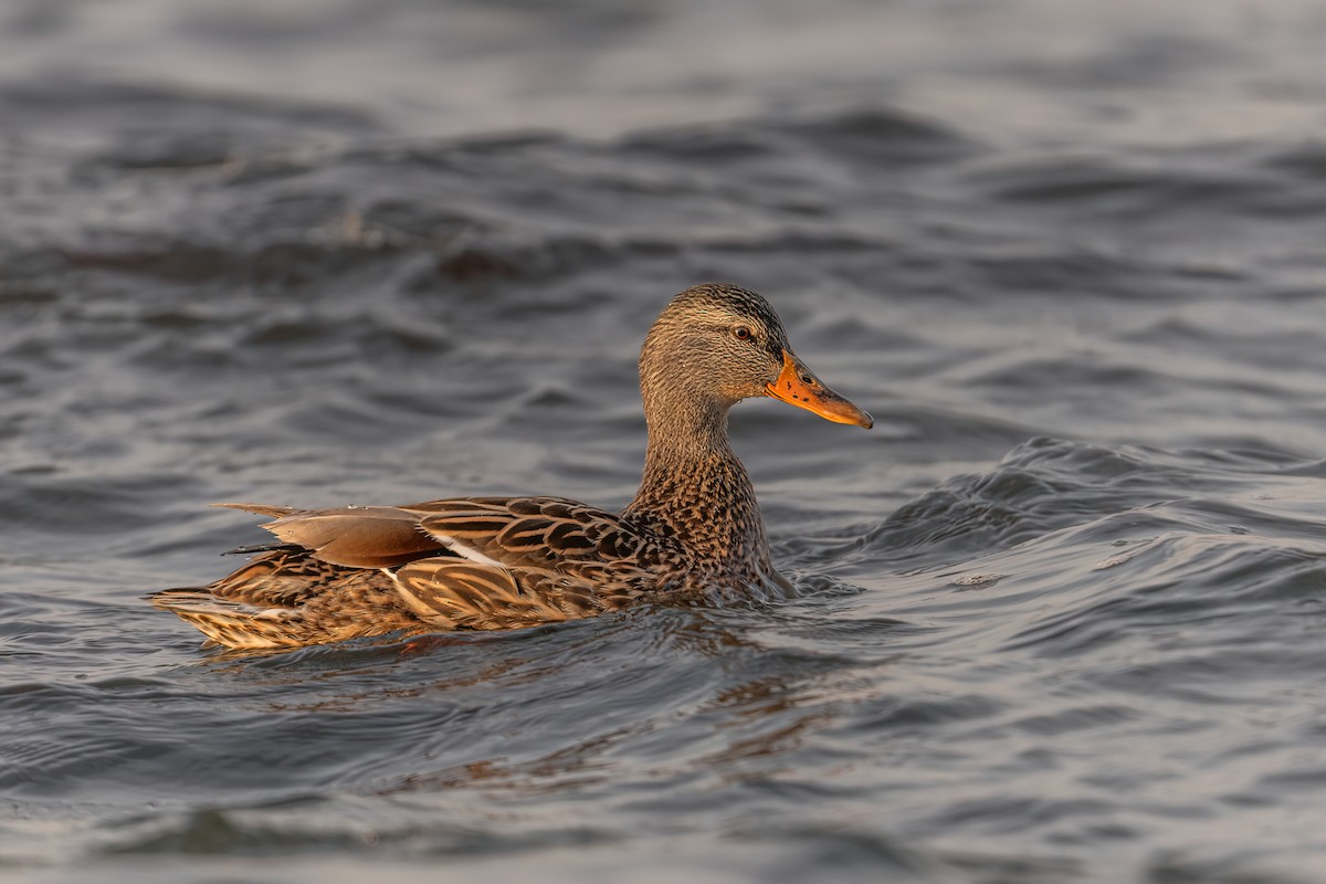 Mallard - ML535833551