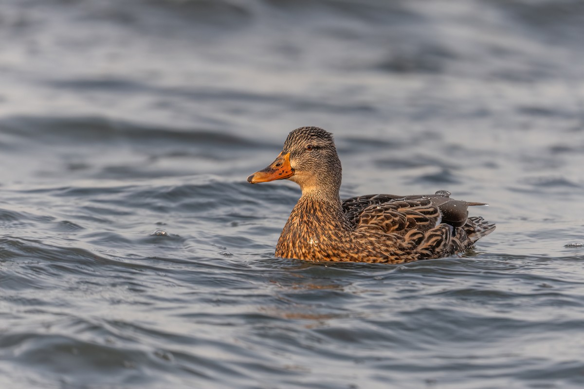 Mallard - ML535833561