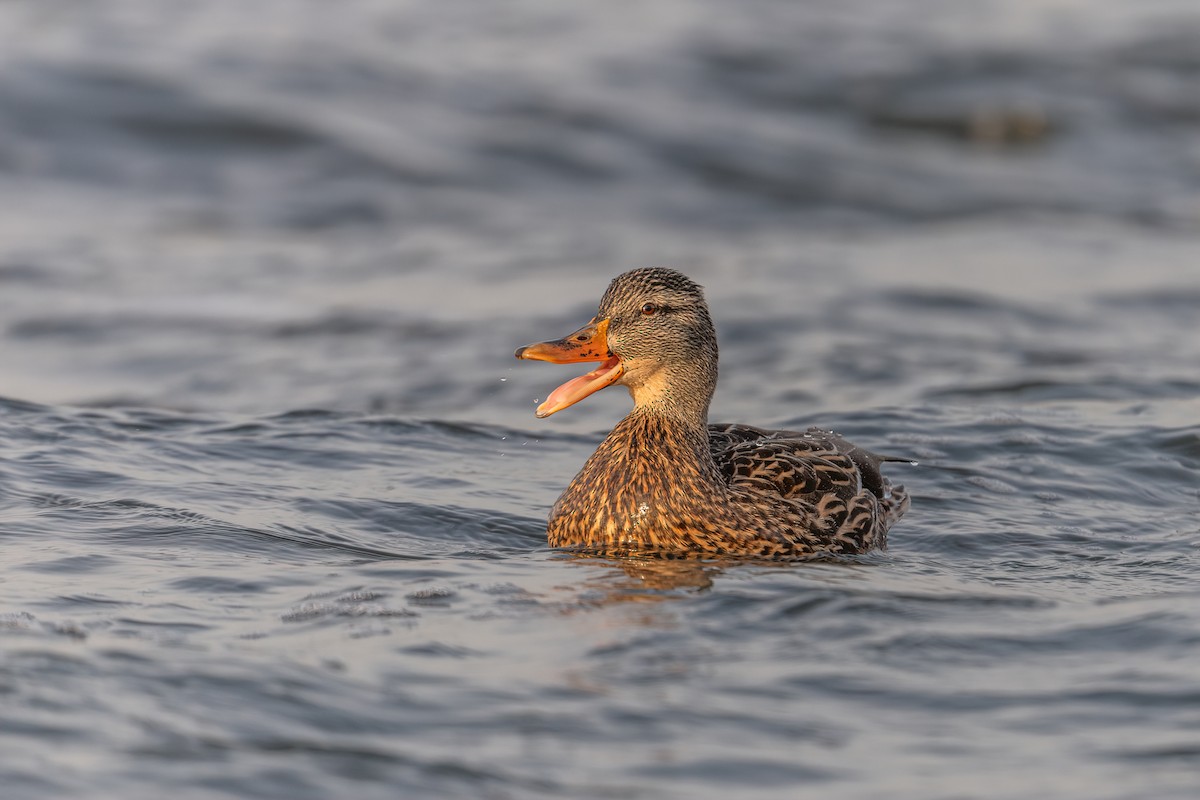 Mallard - ML535833571