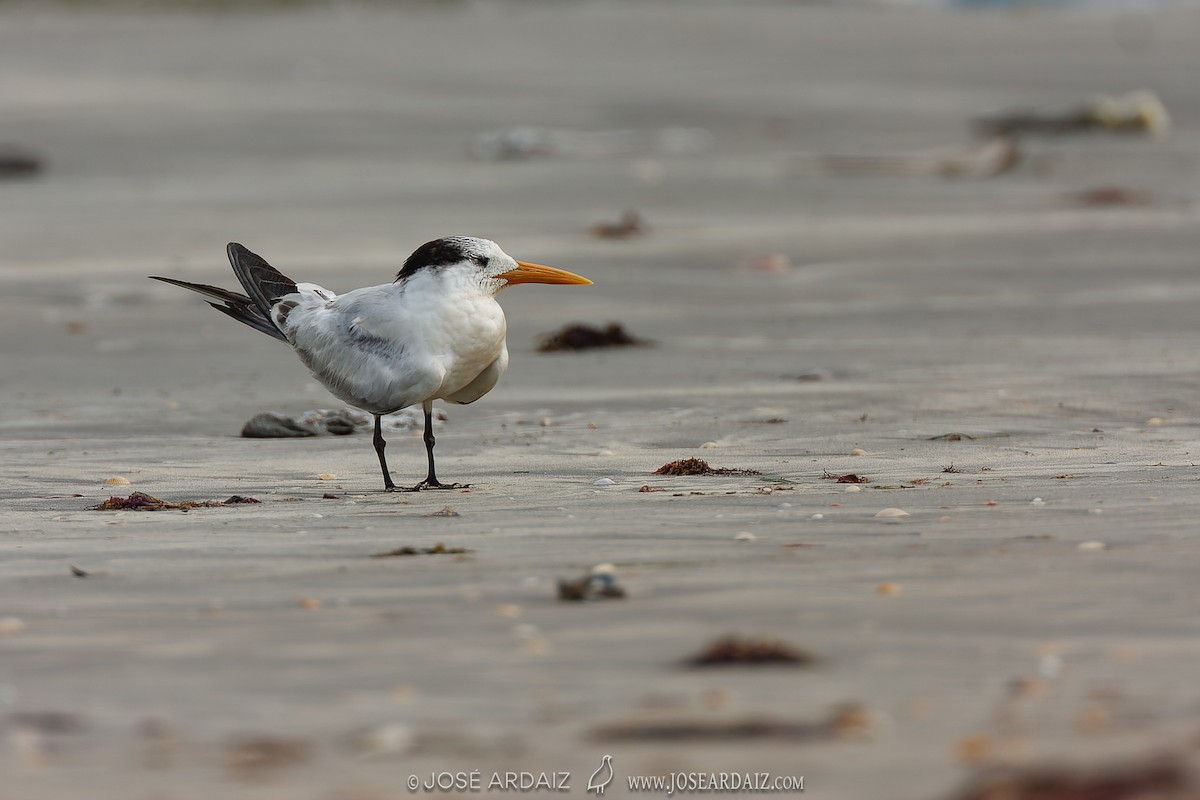 West African Crested Tern - José Ardaiz Ganuza