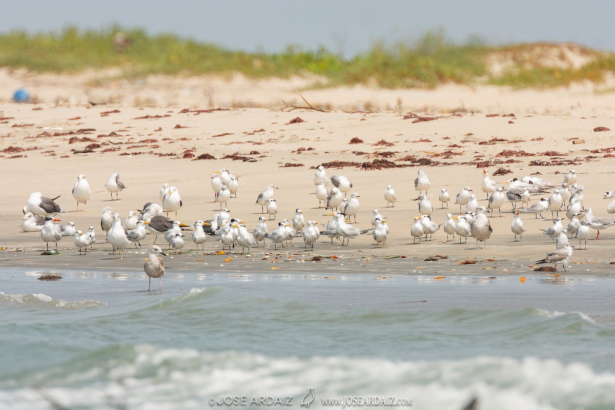 West African Crested Tern - ML535834501