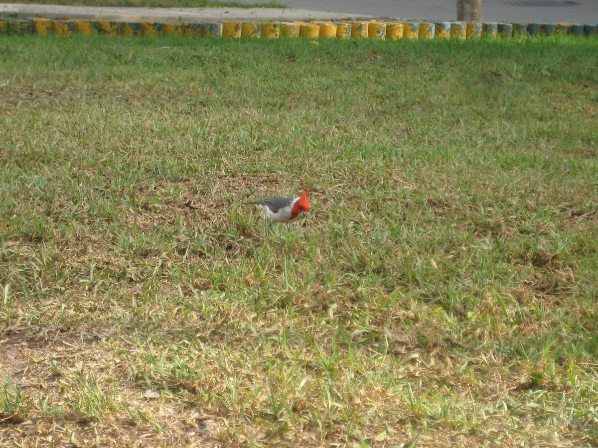 Red-crested Cardinal - ML535834851
