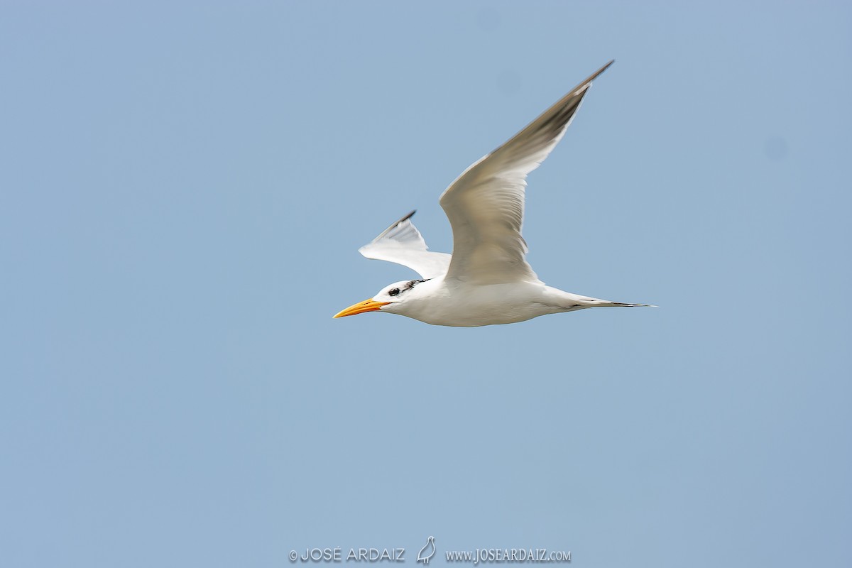 West African Crested Tern - ML535835151