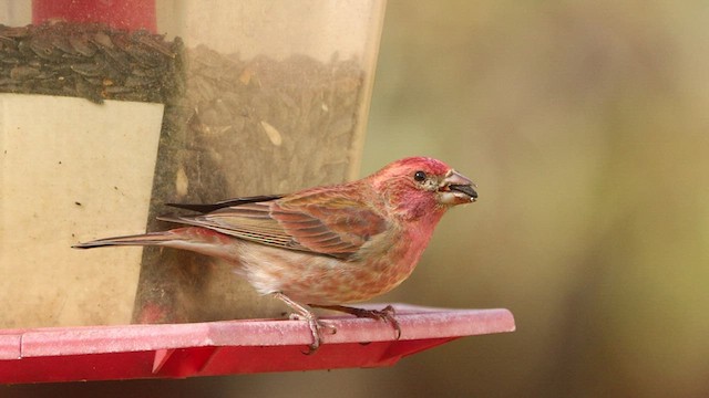 Purple Finch - ML535836761