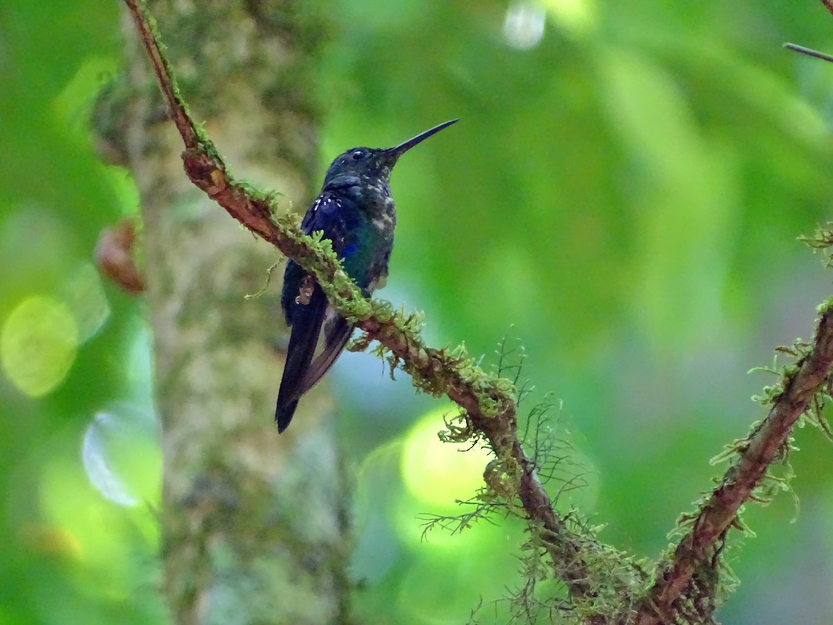 glansdryade (Violet-crowned Woodnymph) - ML53583731