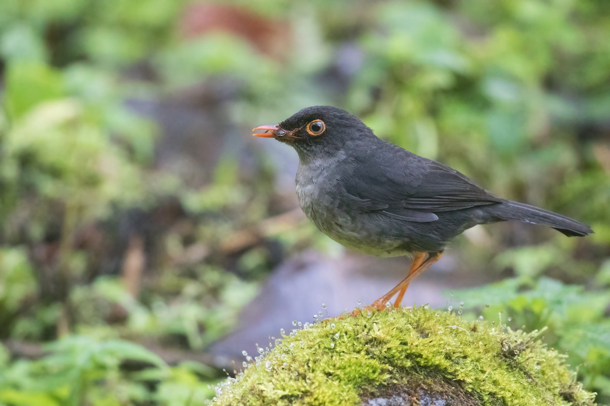 Slaty-backed Nightingale-Thrush (Slaty-backed) - Tanner Martin