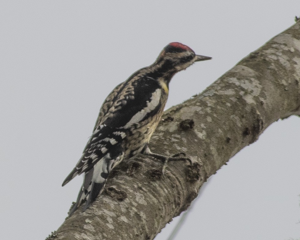 Yellow-bellied Sapsucker - ML535838351