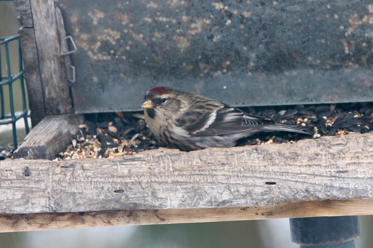 Common Redpoll - John King