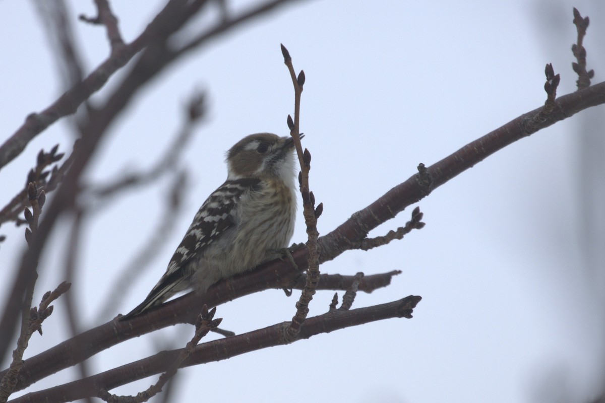 Japanese Pygmy Woodpecker - ML535838601