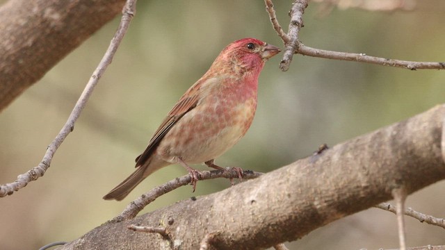 Purple Finch - ML535838761