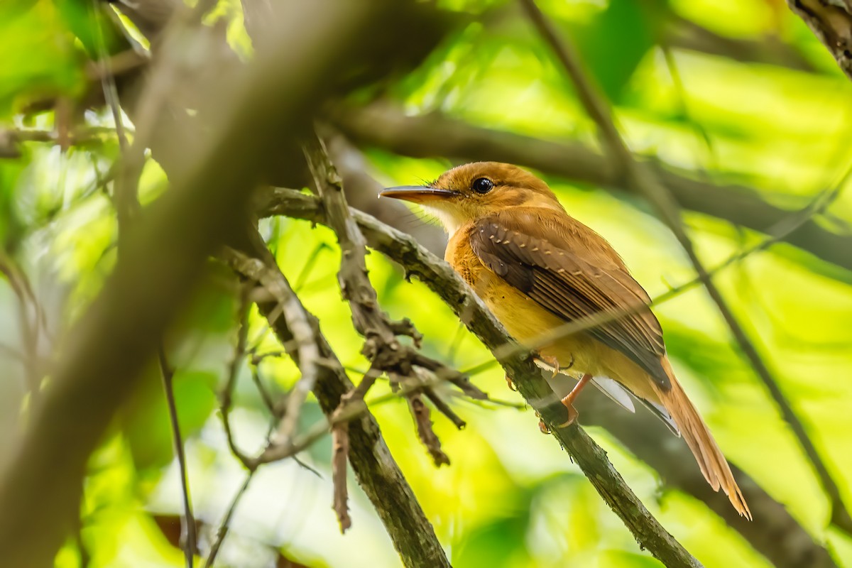 Tropical Royal Flycatcher (Pacific) - ML535838851