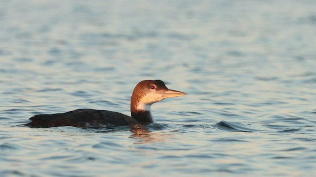 Plongeon huard - ML535839131