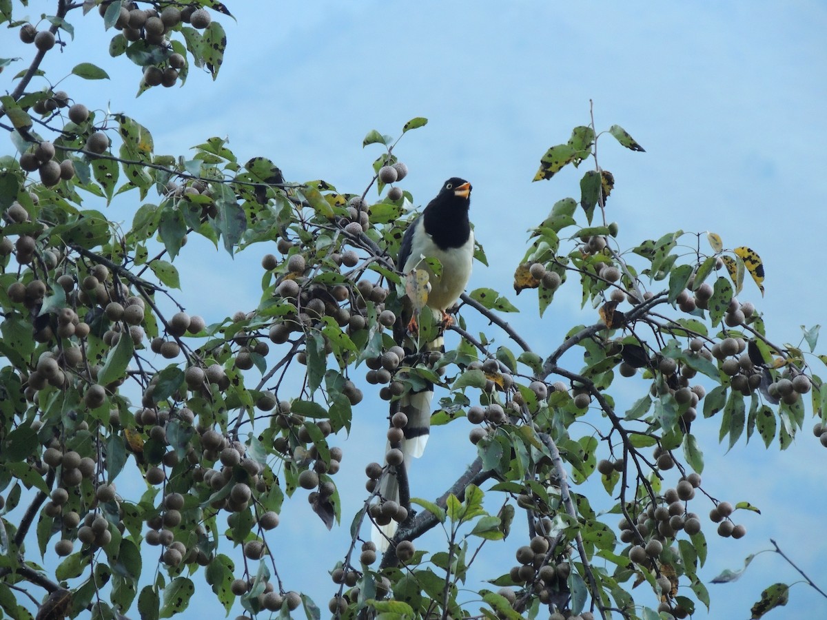 Yellow-billed Blue-Magpie - ML535839901