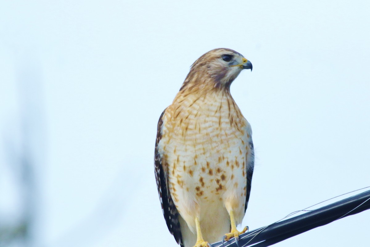 Red-shouldered Hawk - ML535840151