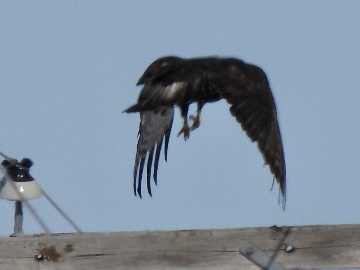 Red-tailed Hawk - ML535841731