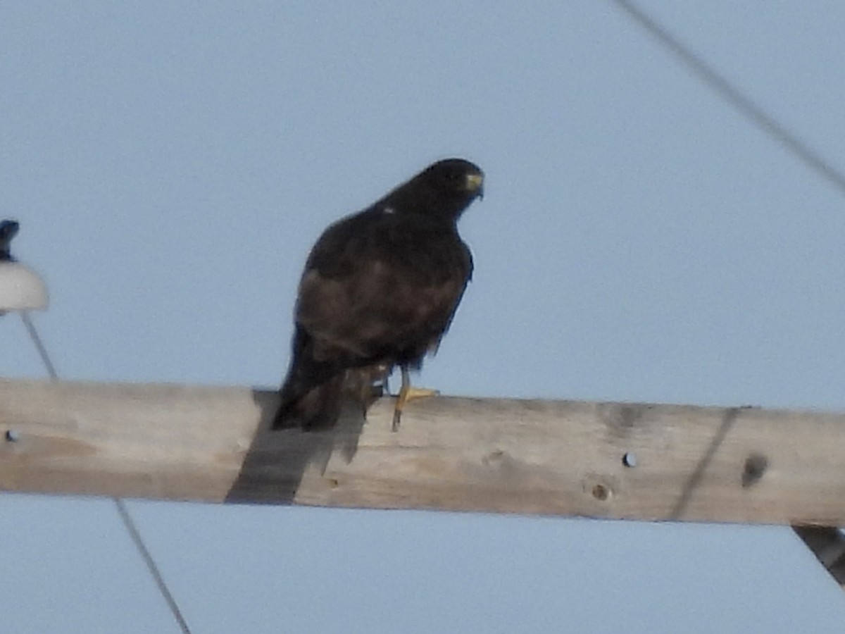 Red-tailed Hawk - ML535841751