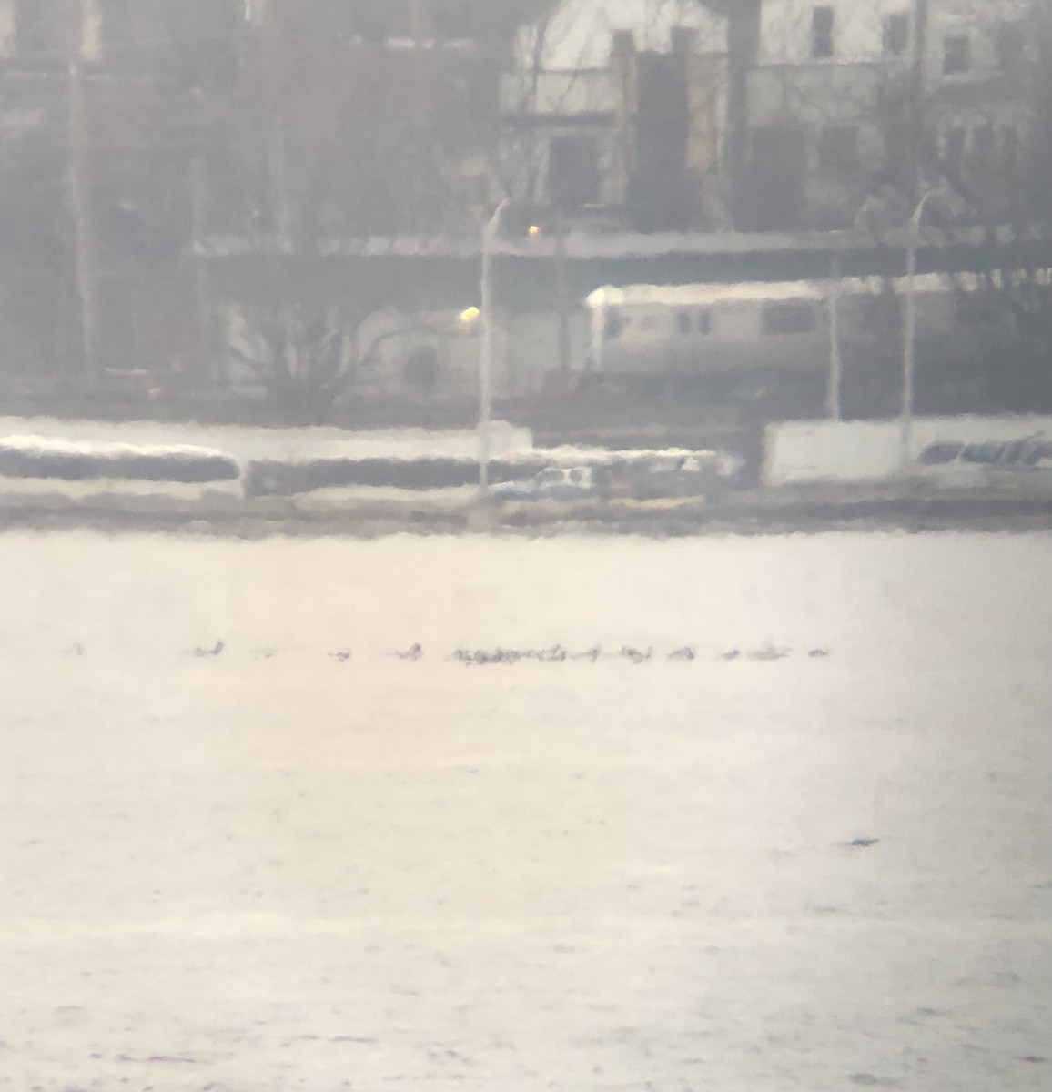 Нугасны овгийн зүйл - ML535841881