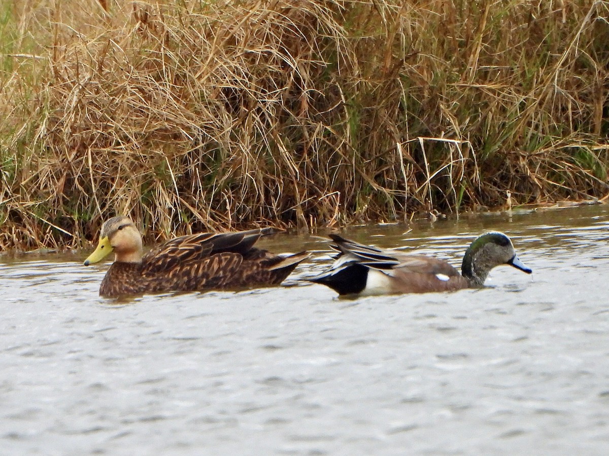 Mottled Duck - ML535843671