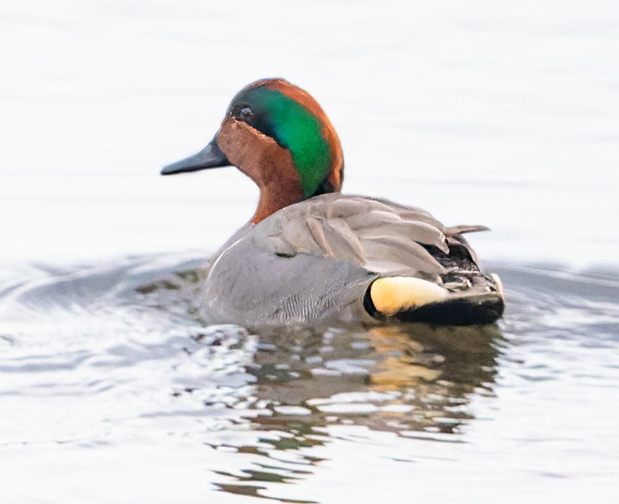 Green-winged Teal - ML535843811