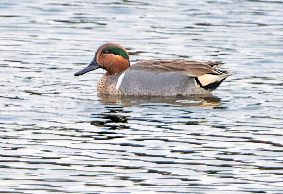 Green-winged Teal - ML535843821