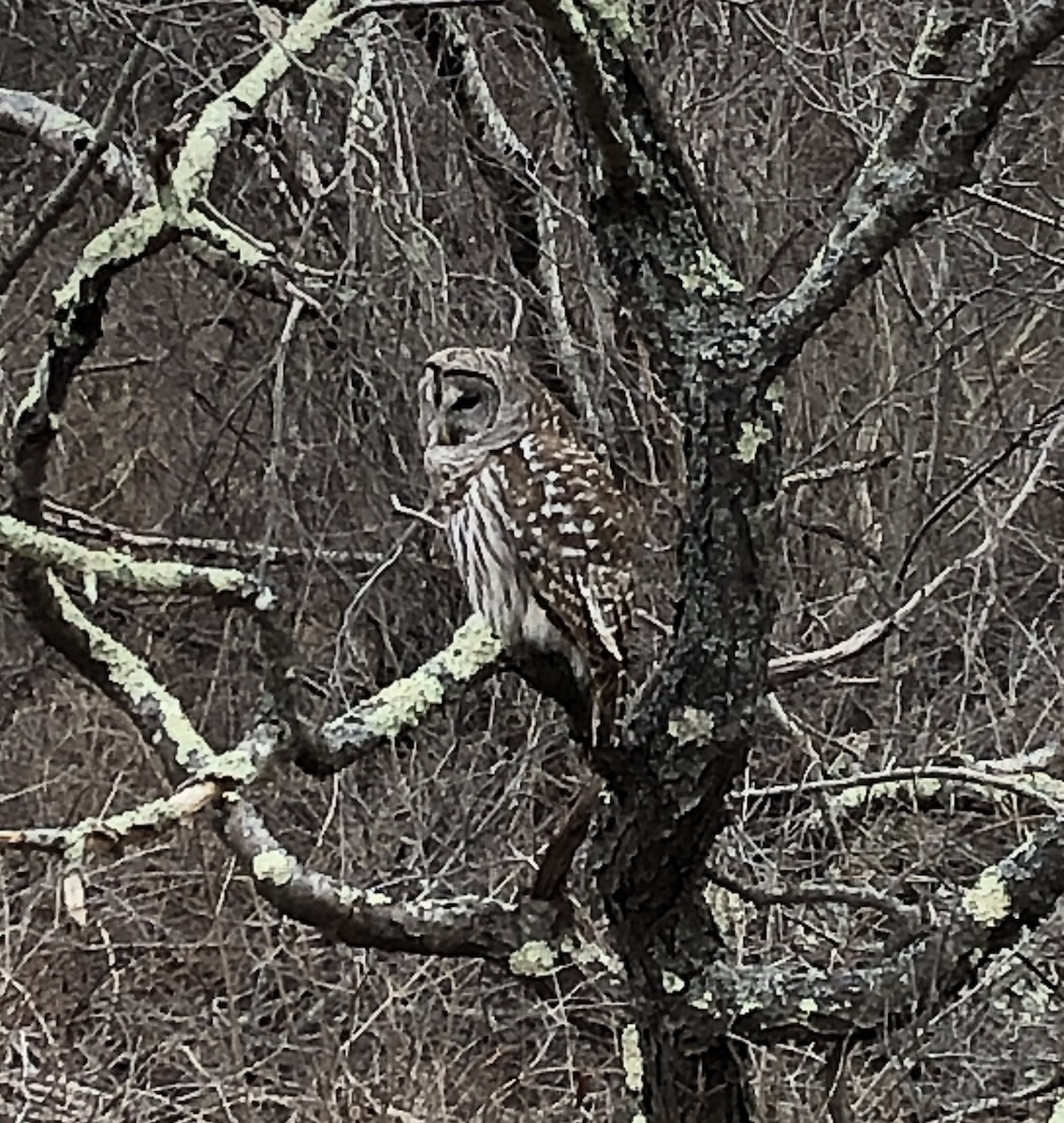 Barred Owl - Sam Miller