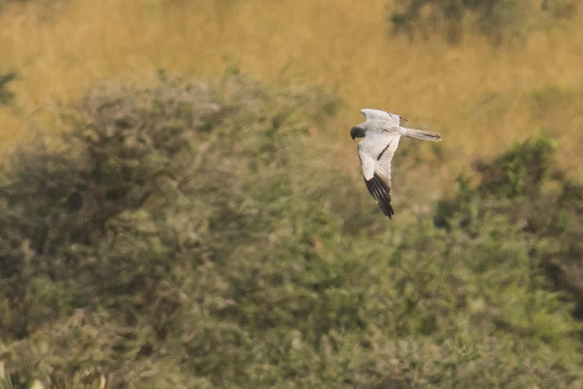 Montagu's Harrier - ML535846711