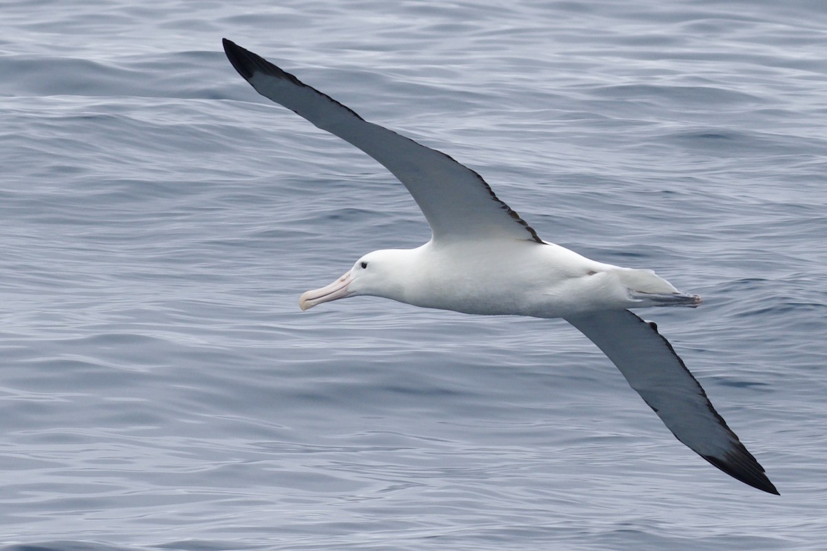 Northern/Southern Royal Albatross - ML535846731